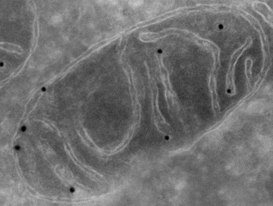 LDHB was found to localize to mammalian mitochondria